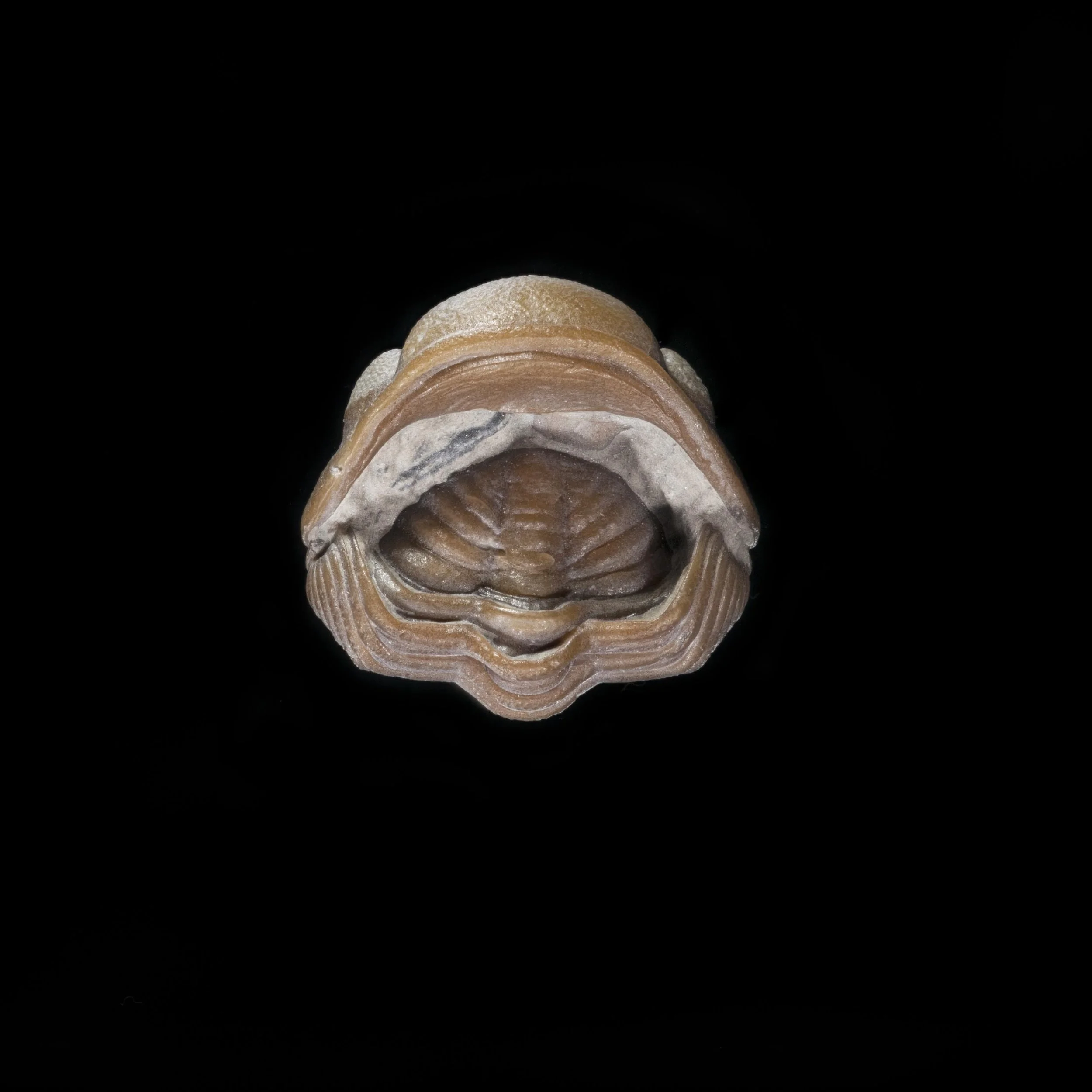 Cricocosmia jinningensis, Chengjiang Biota. Early Cambrian, Anning